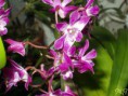 /album/podochileae/dendrobium-berry-oda-jpg/